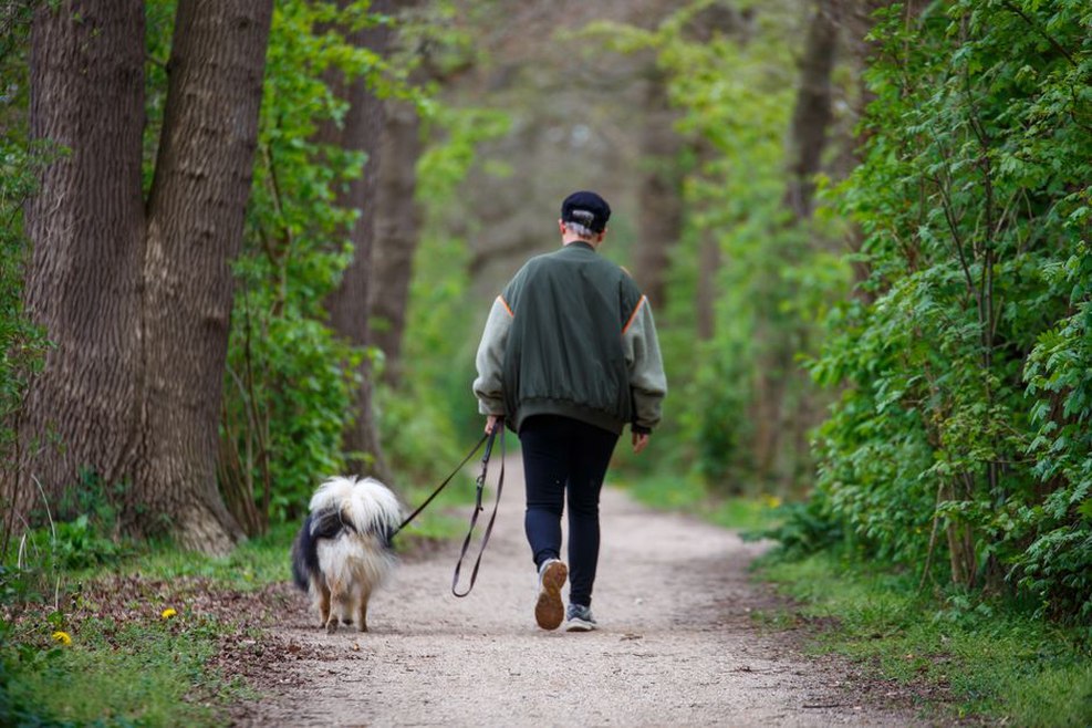 Une balade tranquille sur un sentier ombragé