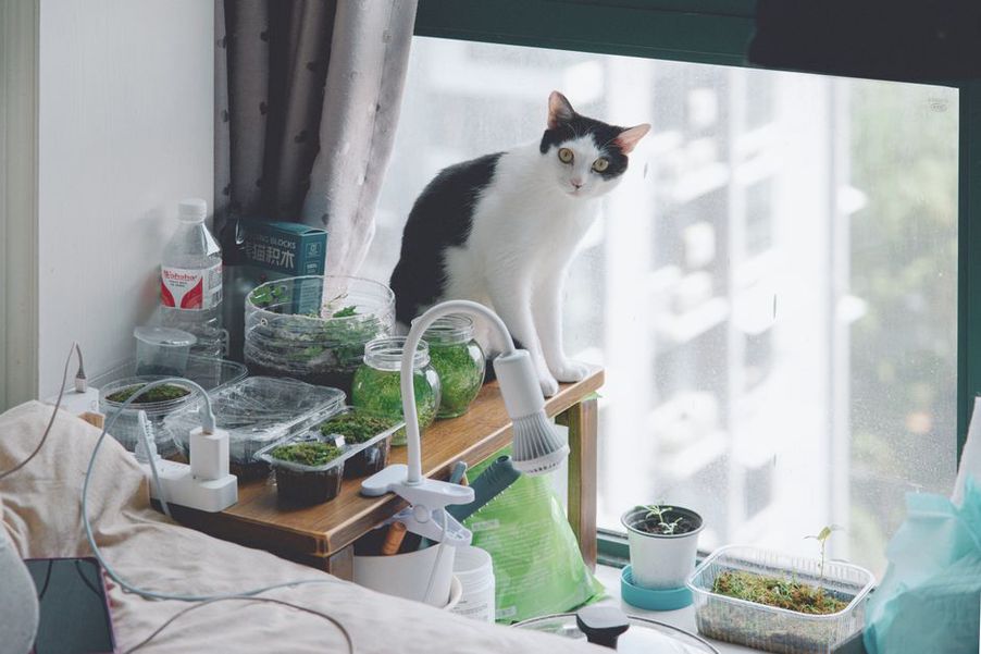Un salon rangé et sécurisé pour un animal curieux
