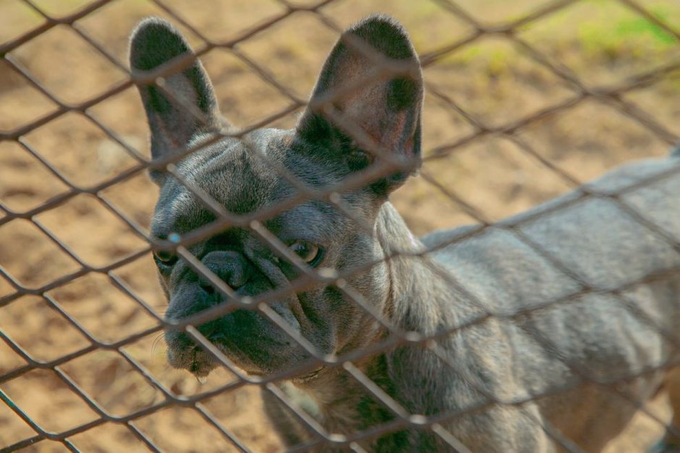 Un jeune chien explore un jardin clôturé sous surveillance
