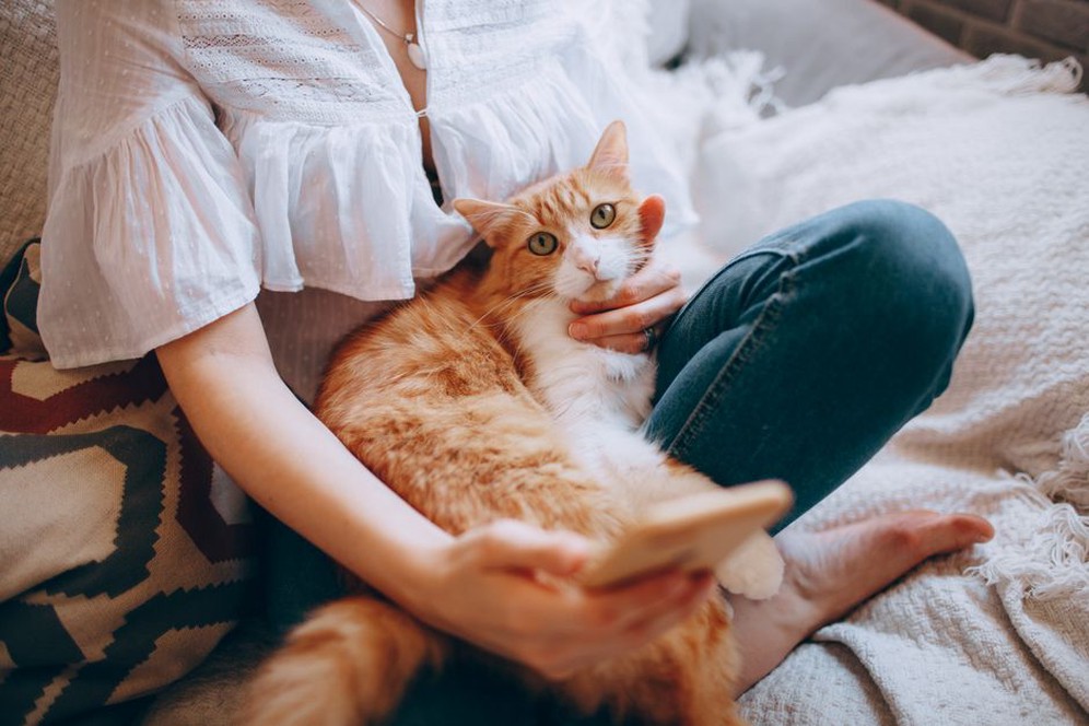 Un chat se repose près de son humain