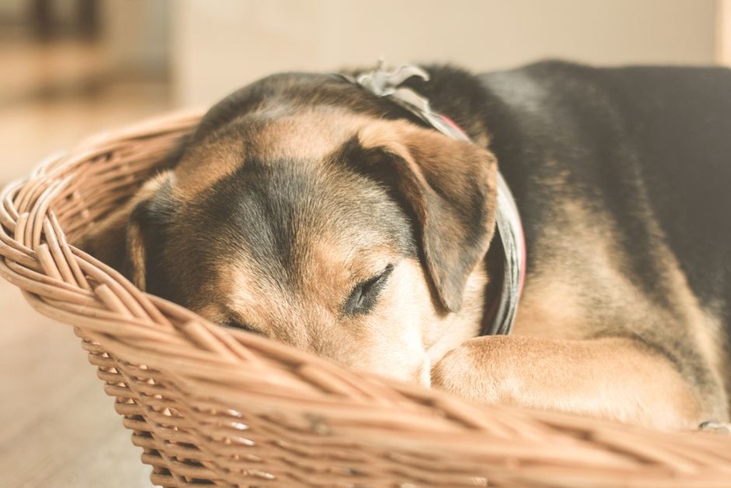 Un chien se repose tranquillement dans son panier