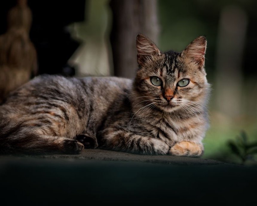 Chat détendu allongé dans un espace calme