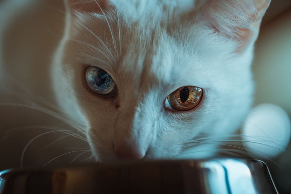 Une chatte âgée boit près de son coin repos