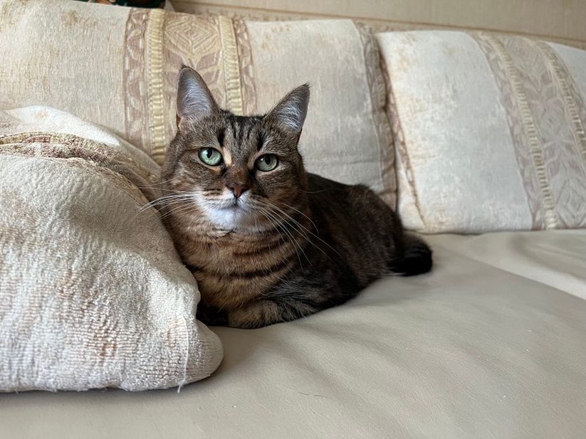 Un coin de repos facile d’accès pour un chat