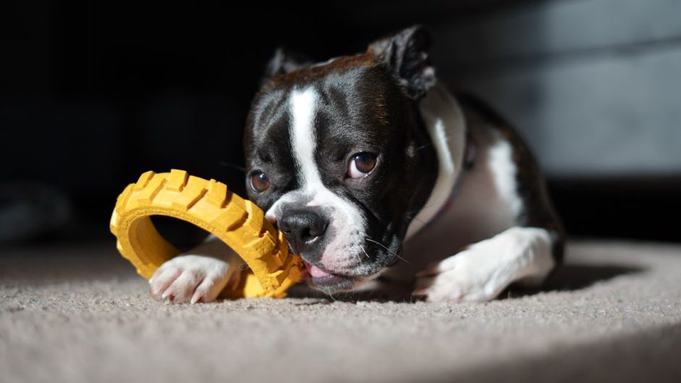 Un jouet souple adapté aux mâchoires d’un chien âgé