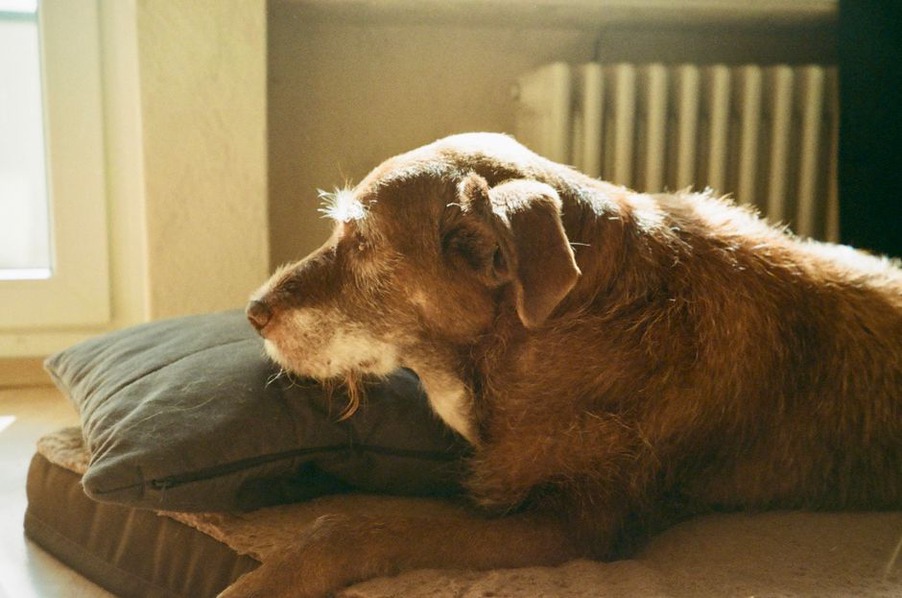 Un chien âgé se repose sur un couchage bas