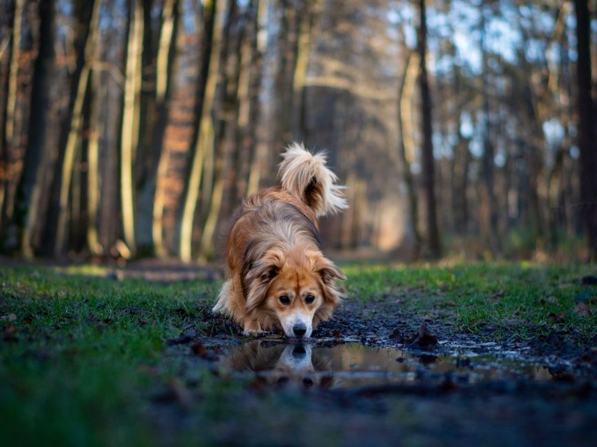Un chien senior explore tranquillement un sentier