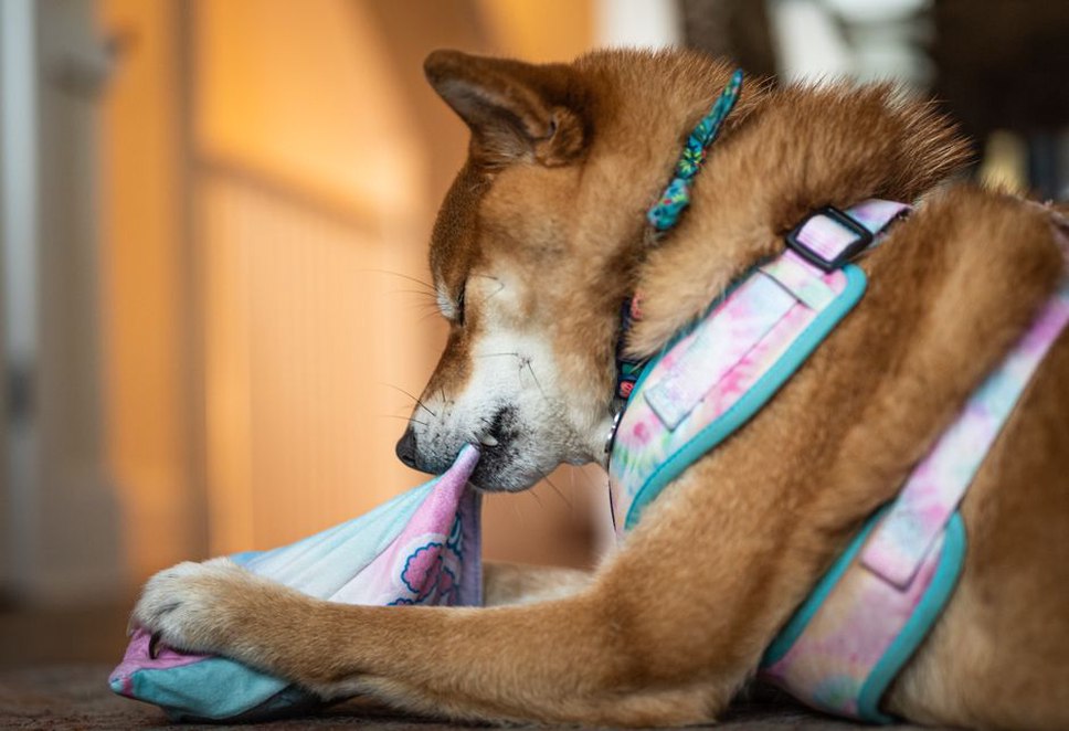 chien senior allongé sur un tapis reniflant deux jouets différents lors d’un exercice calme