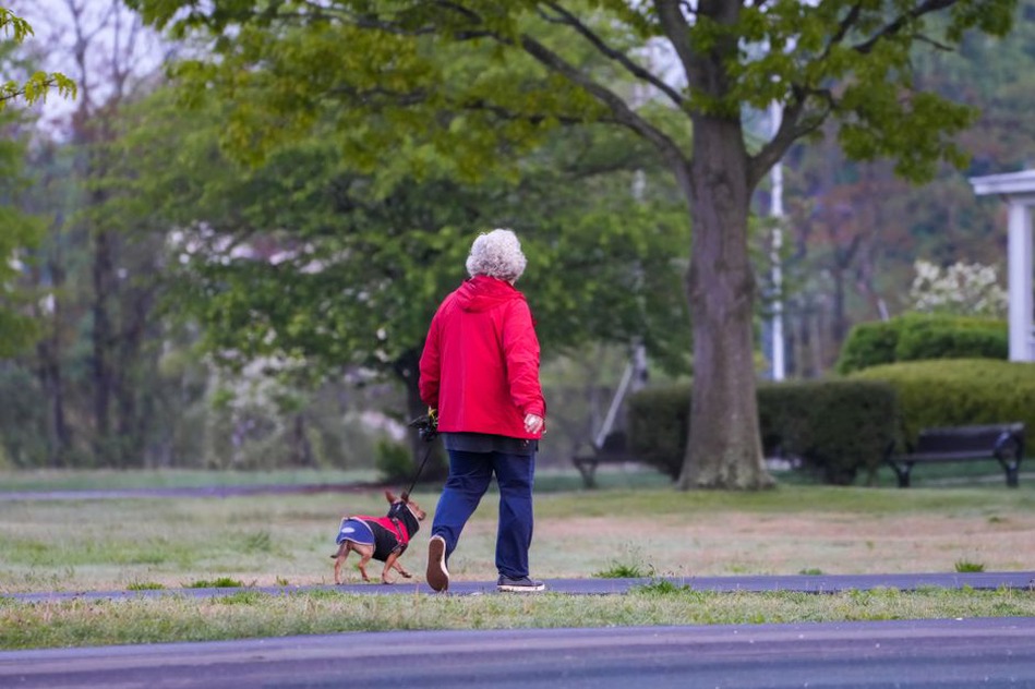 Une marche paisible adaptée au rythme d’un chien âgé