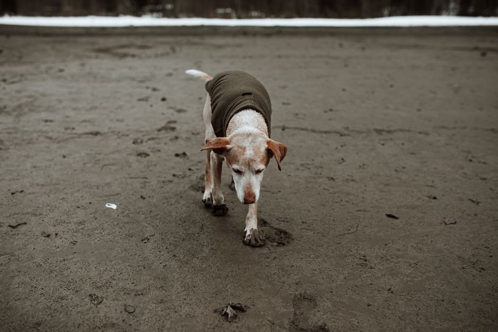 Un chien âgé traverse un tapis bien fixé