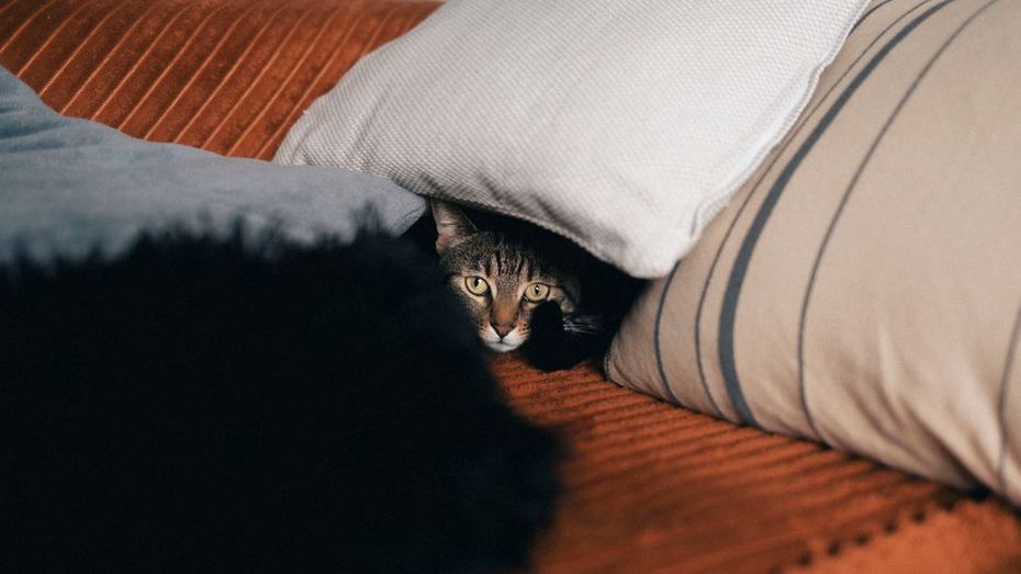 Un chat observe sa nouvelle pièce depuis une cachette