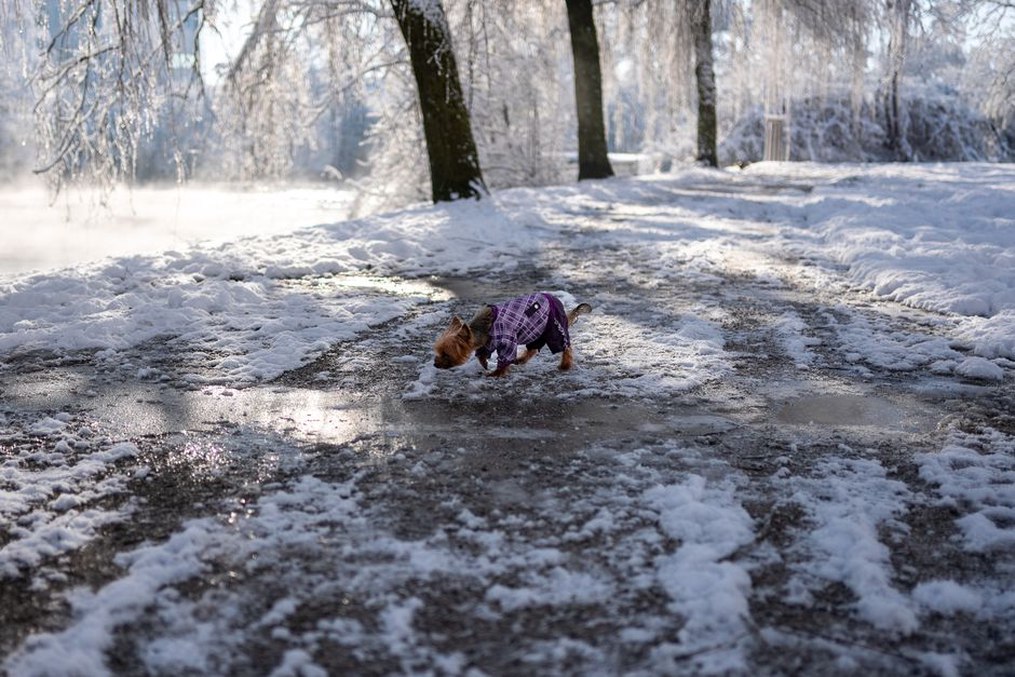 Petit chien protégé du froid lors d’une sortie
