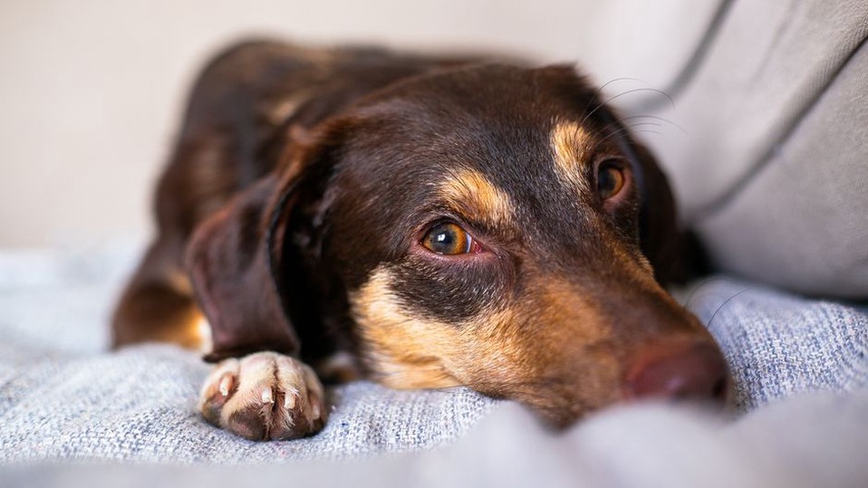chien montrant des signes de stress à la maison