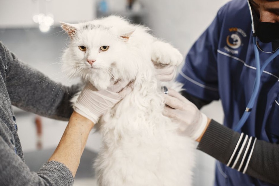 Un vétérinaire palpe les côtes d’un chat