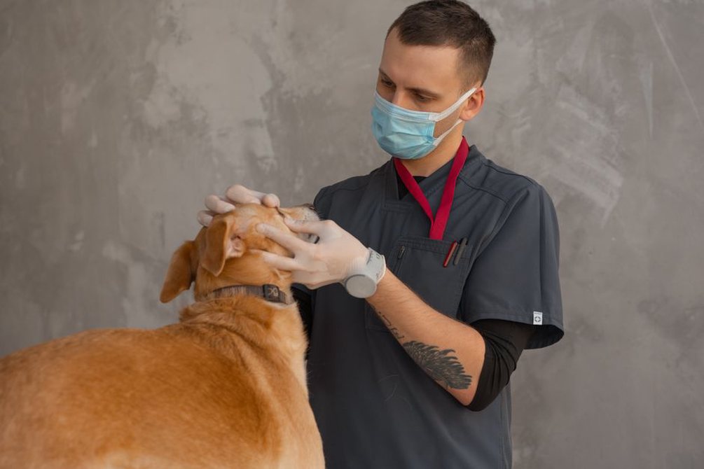 Vétérinaire examinant un chien avec attention