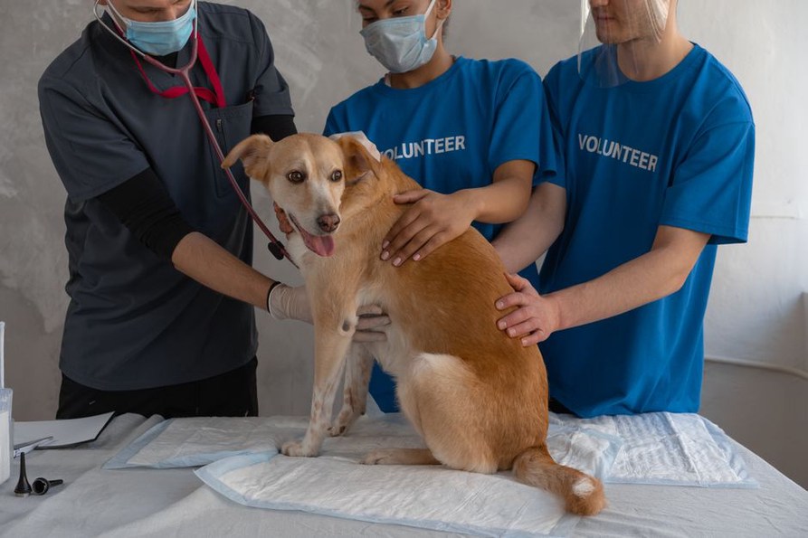 Examen attentif d’un chien récemment adopté