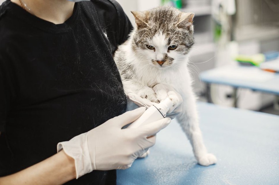 vétérinaire examinant un chat, soin et diagnostic
