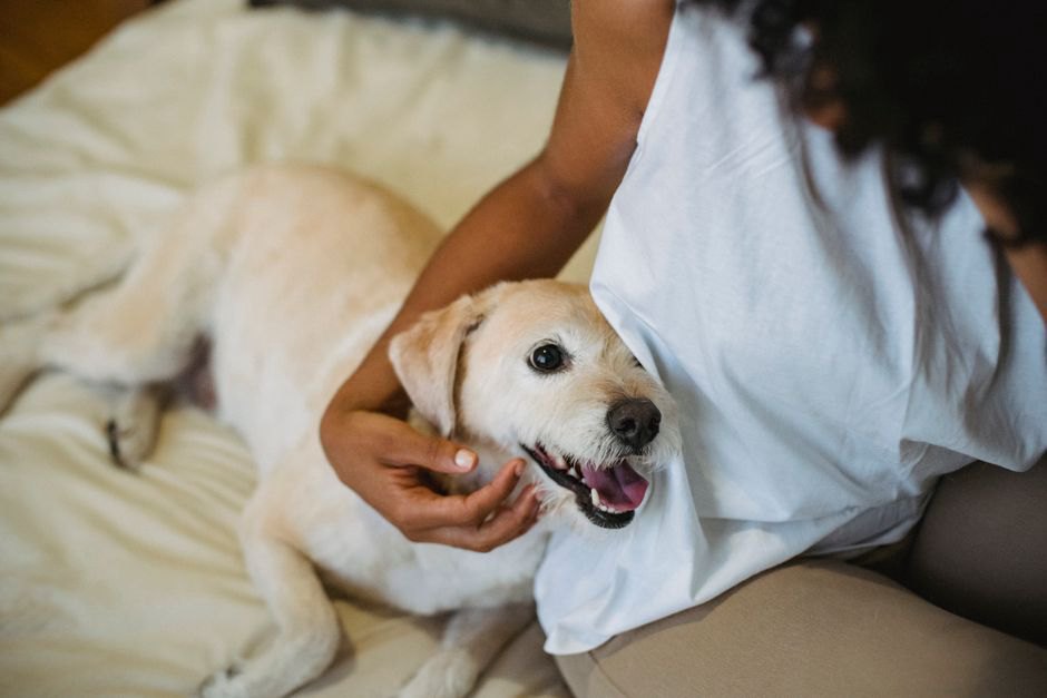 Un chien adopté se repose près de sa famille