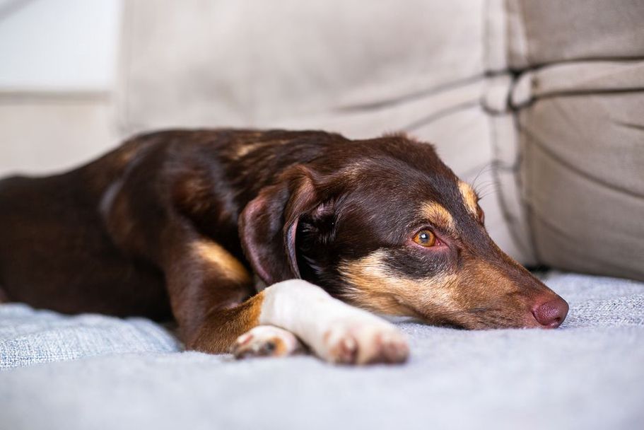 Un chien adulte profite d’un espace calme