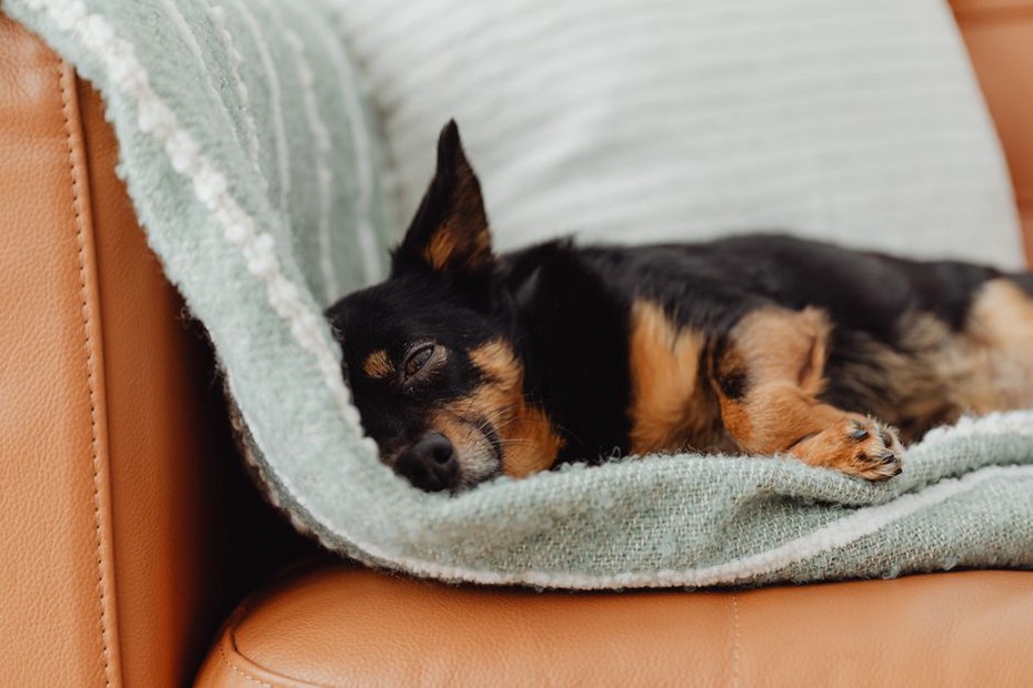 Un chien se repose dans un coin calme du salon