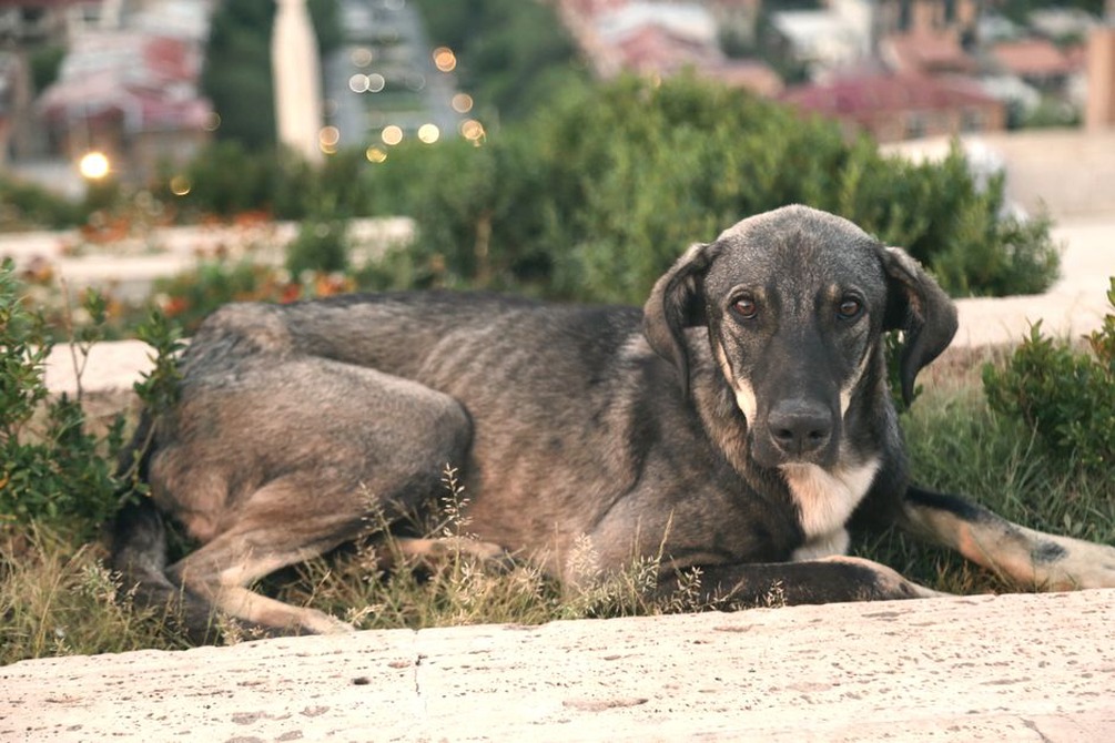 Un chien se repose à distance de sa famille