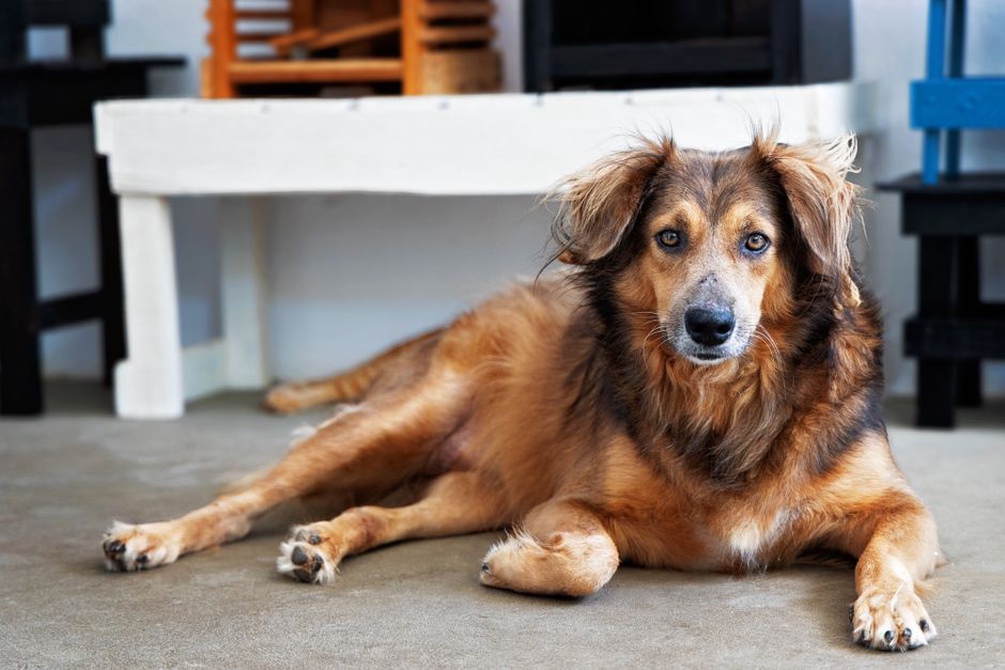 Un chien adulte se repose dans un espace calme