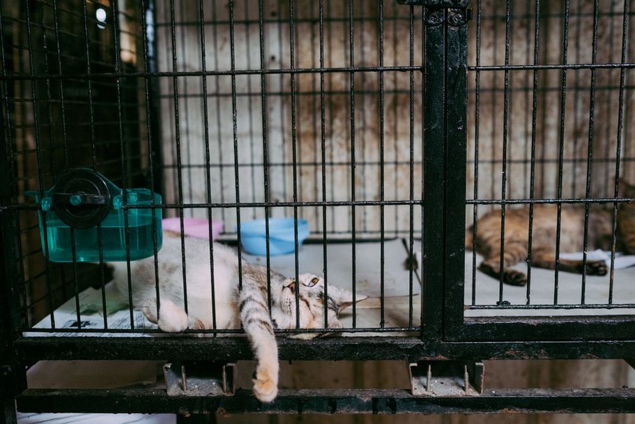 Un chat au repos dans un espace tranquille