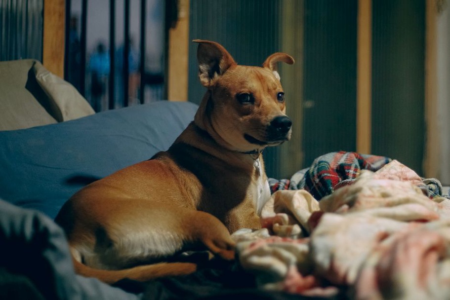 Un chien adulte se repose dans un coin tranquille