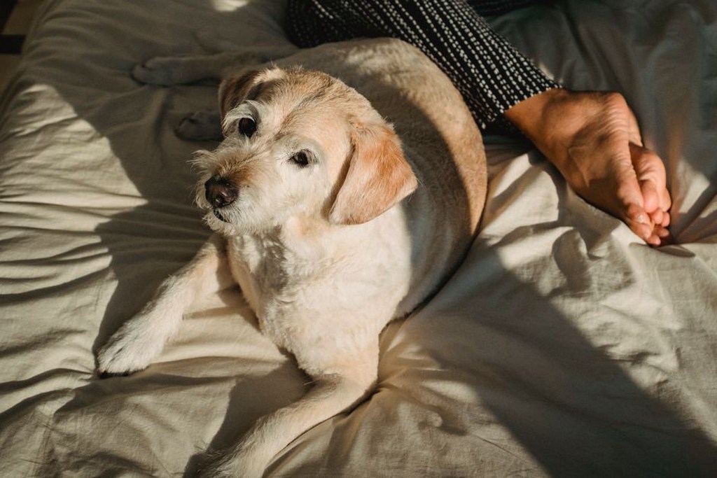 Un chien se repose à l’écart des visiteurs