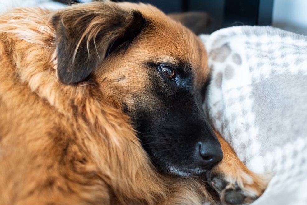 Un chien se repose dans un coin tranquille
