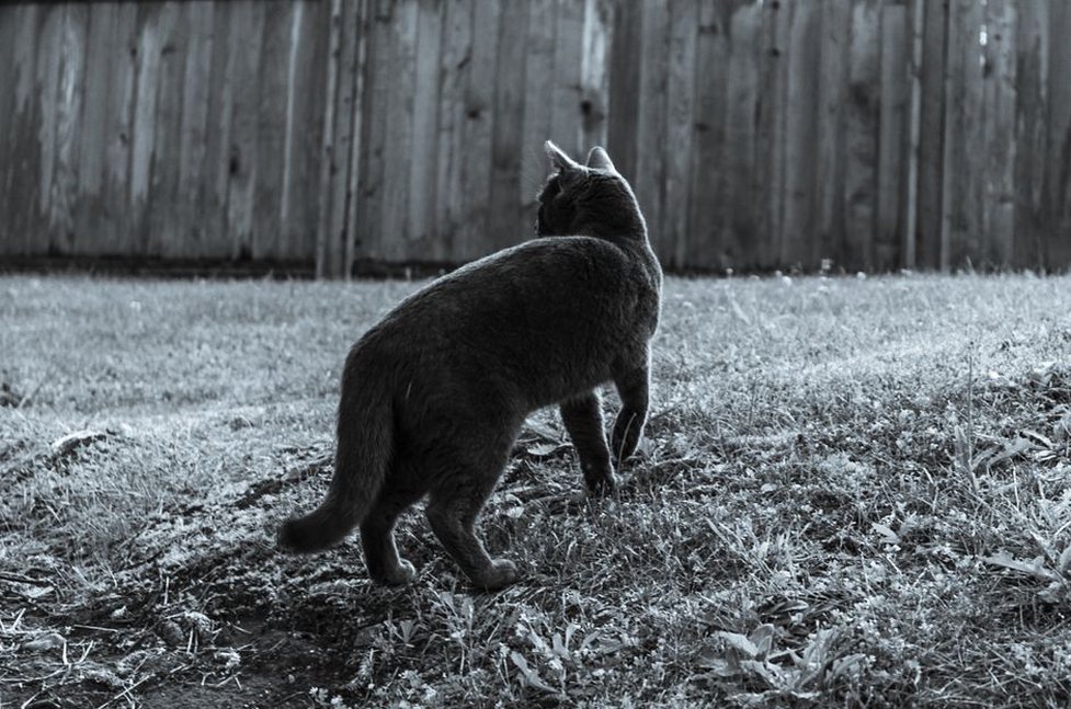 Un chat explore un jardin entouré d’une clôture