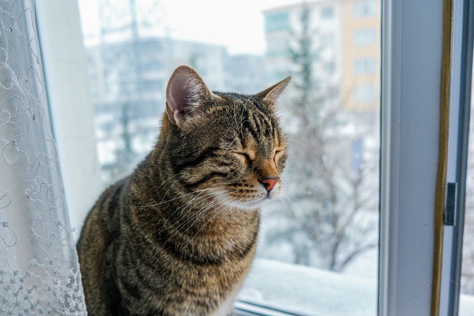 Un chat dispose d’un coin tranquille loin du son