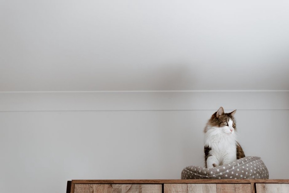 Un chat dispose d’un coin calme pour dormir