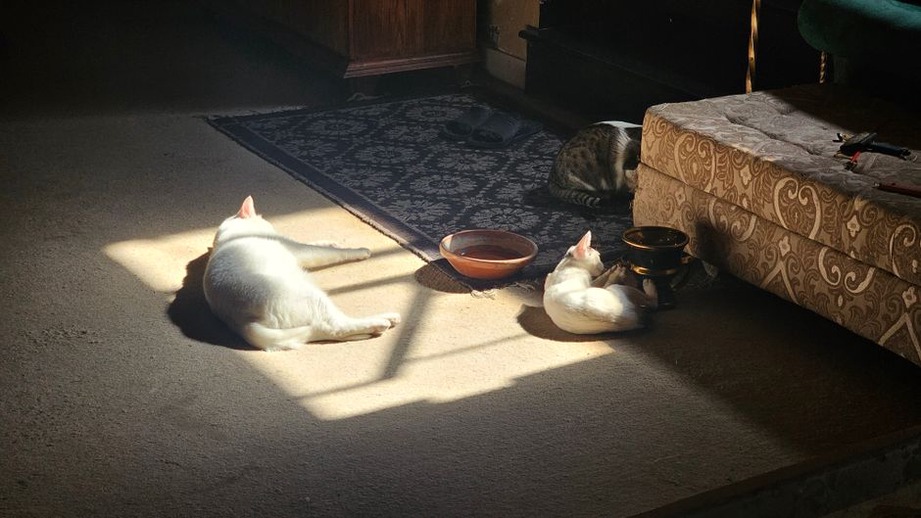 Un coin tranquille attend le chat à son arrivée