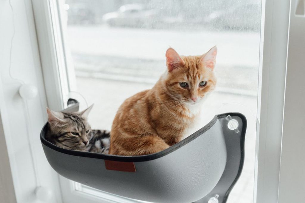 Un chat installé sur un perchoir stable près de la fenêtre
