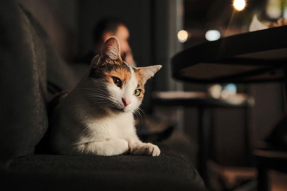 Le chat dort à l’écart de l’activité familiale