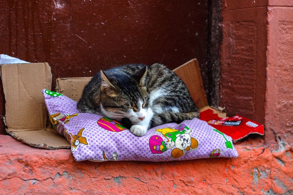 Un chat dort sur son coussin contre un mur