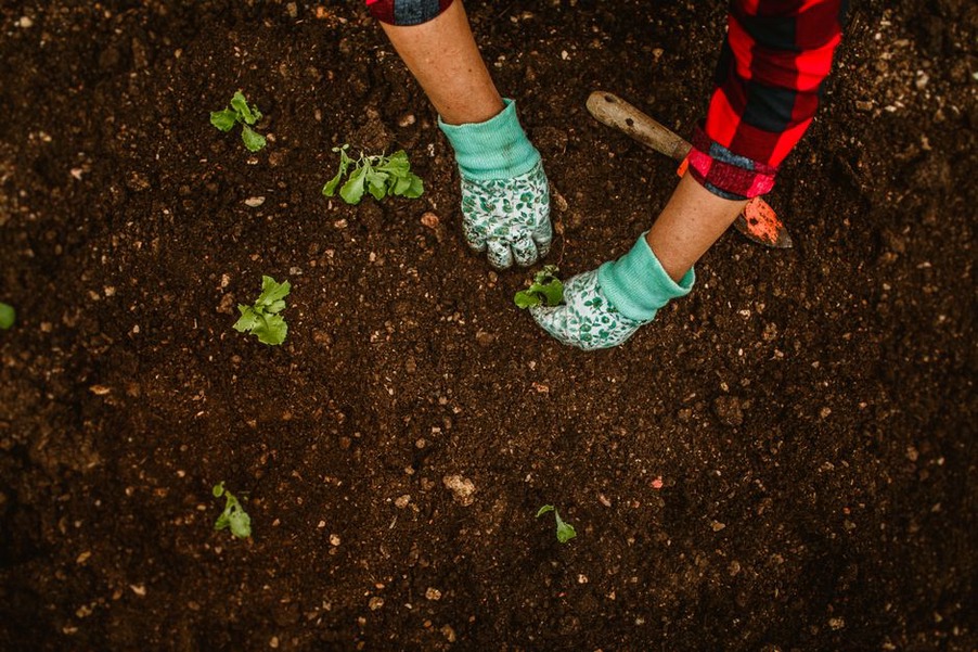 Des jardiniers échangent entre plusieurs carrés potagers