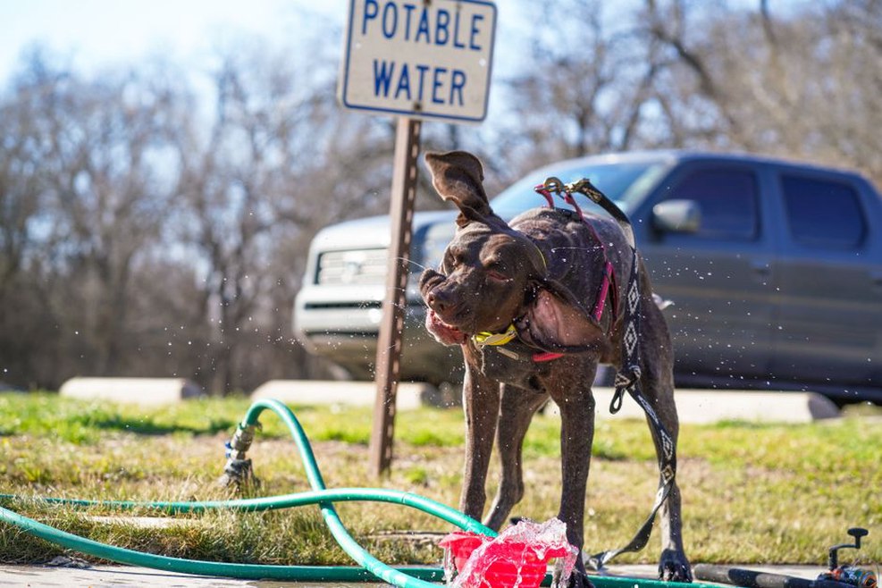 Pause à l’ombre pour proposer de l’eau au chien