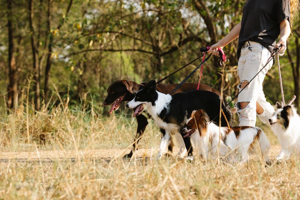 Promenade tranquille en laisse, loin des autres chiens