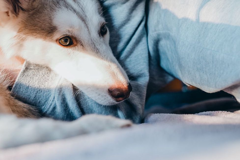Un chien se repose près d’une personne sans être sollicité