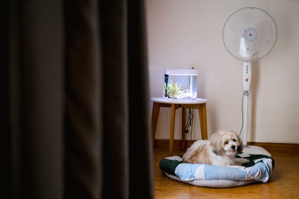 Un chien se repose près de son couchage