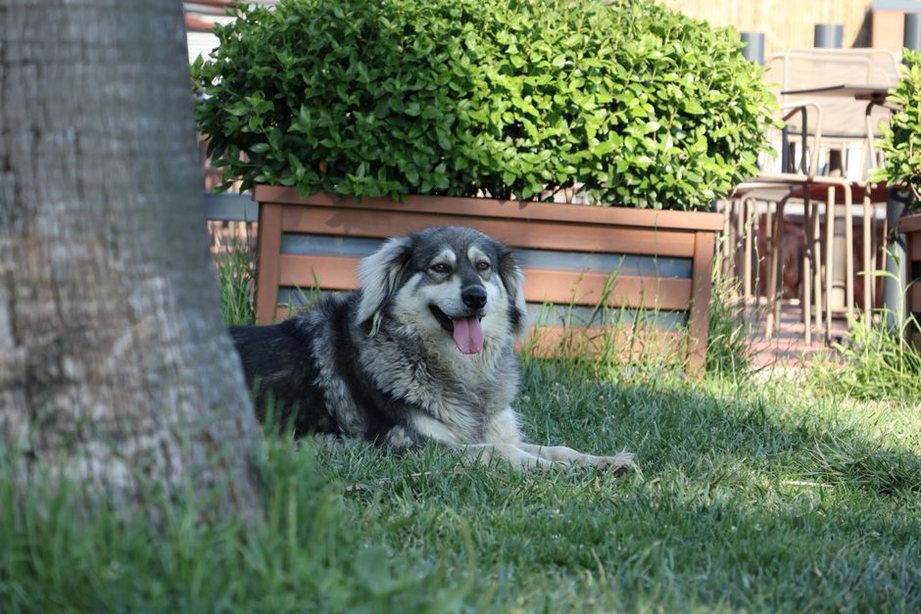 Un chien se repose loin de la table des invités