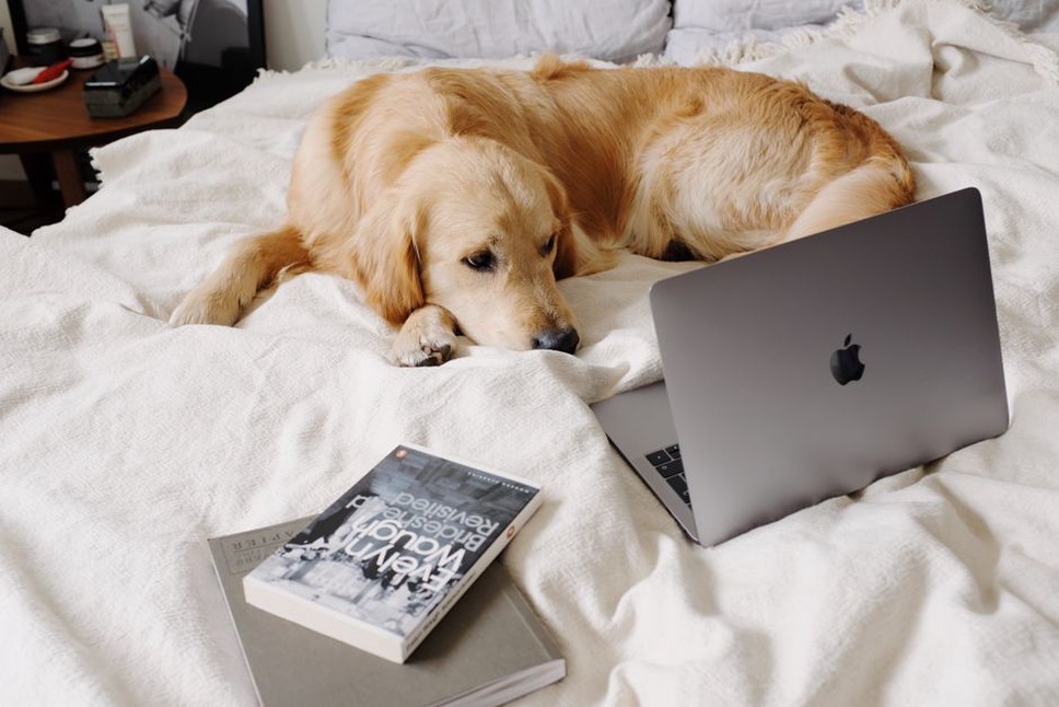 Un chien repose dans son coin familier