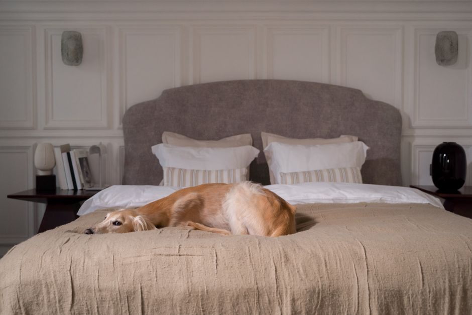 Un chien dort dans un coin tranquille du salon