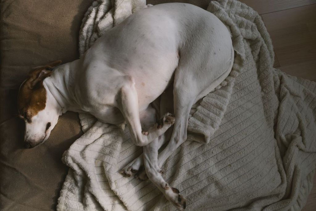 Un chien se repose près de ses affaires familières