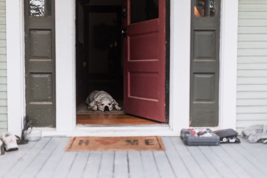 Un chien se repose loin des roulettes du fauteuil