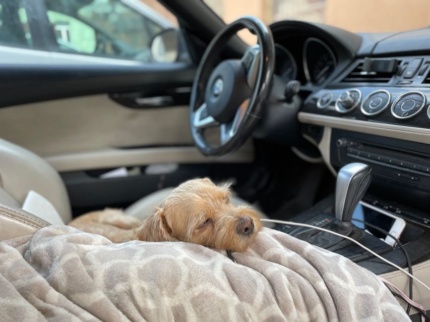 Un chien installé sur une protection de banquette lavable