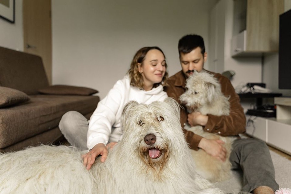 Un chien se repose à distance de la famille