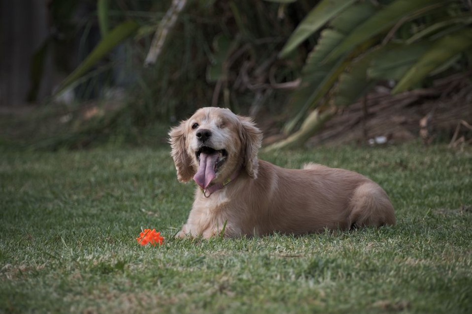Recherche d’un jouet caché dans le jardin